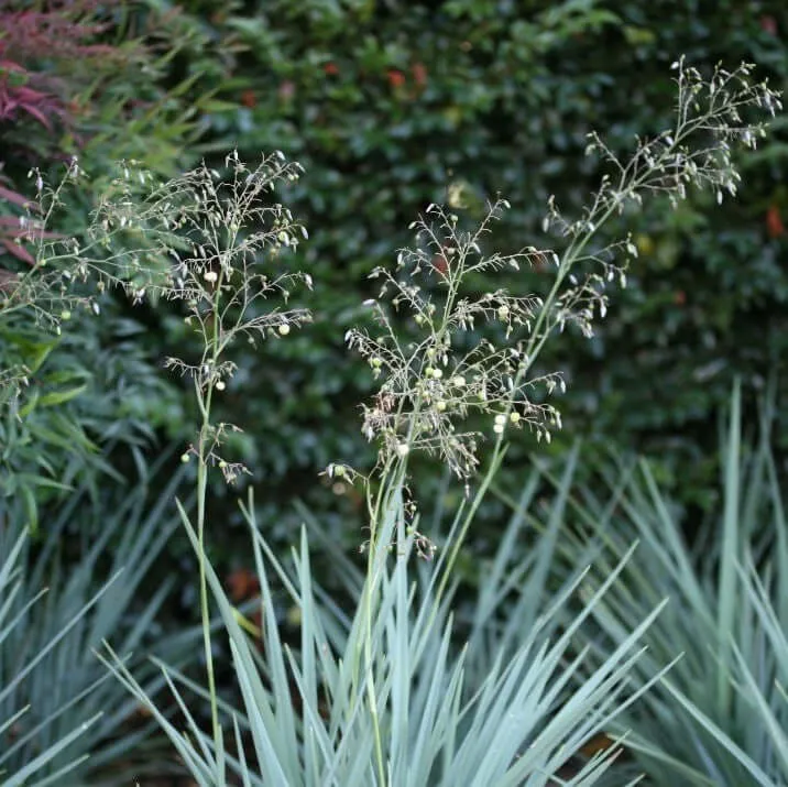 Baby Bliss Flax Lily