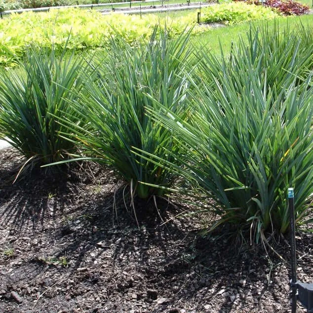 Baby Bliss Flax Lily