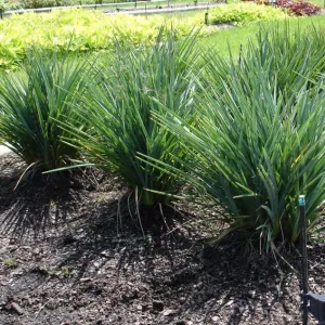 Baby Bliss Flax Lily