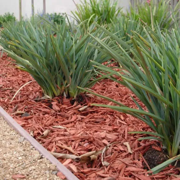 Baby Bliss Flax Lily