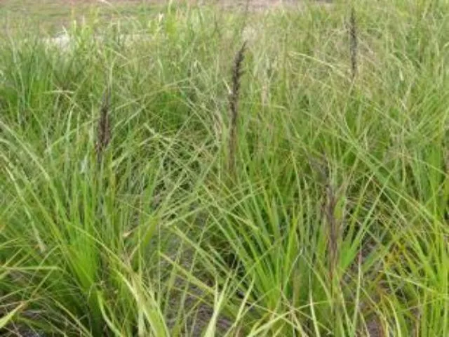 Gahnia sieberiana