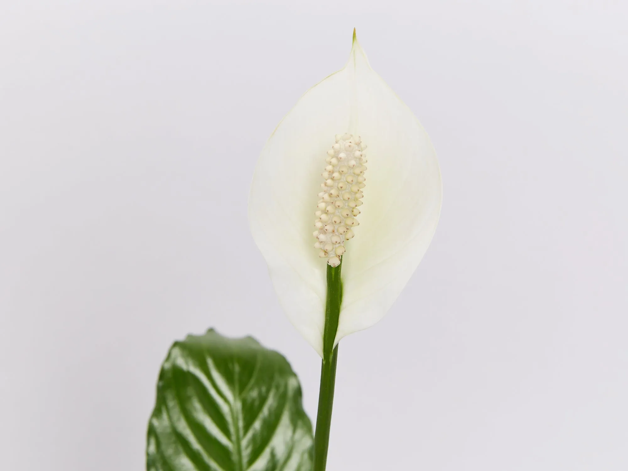 Potted Peace Lily - In Sky Blue Vessel