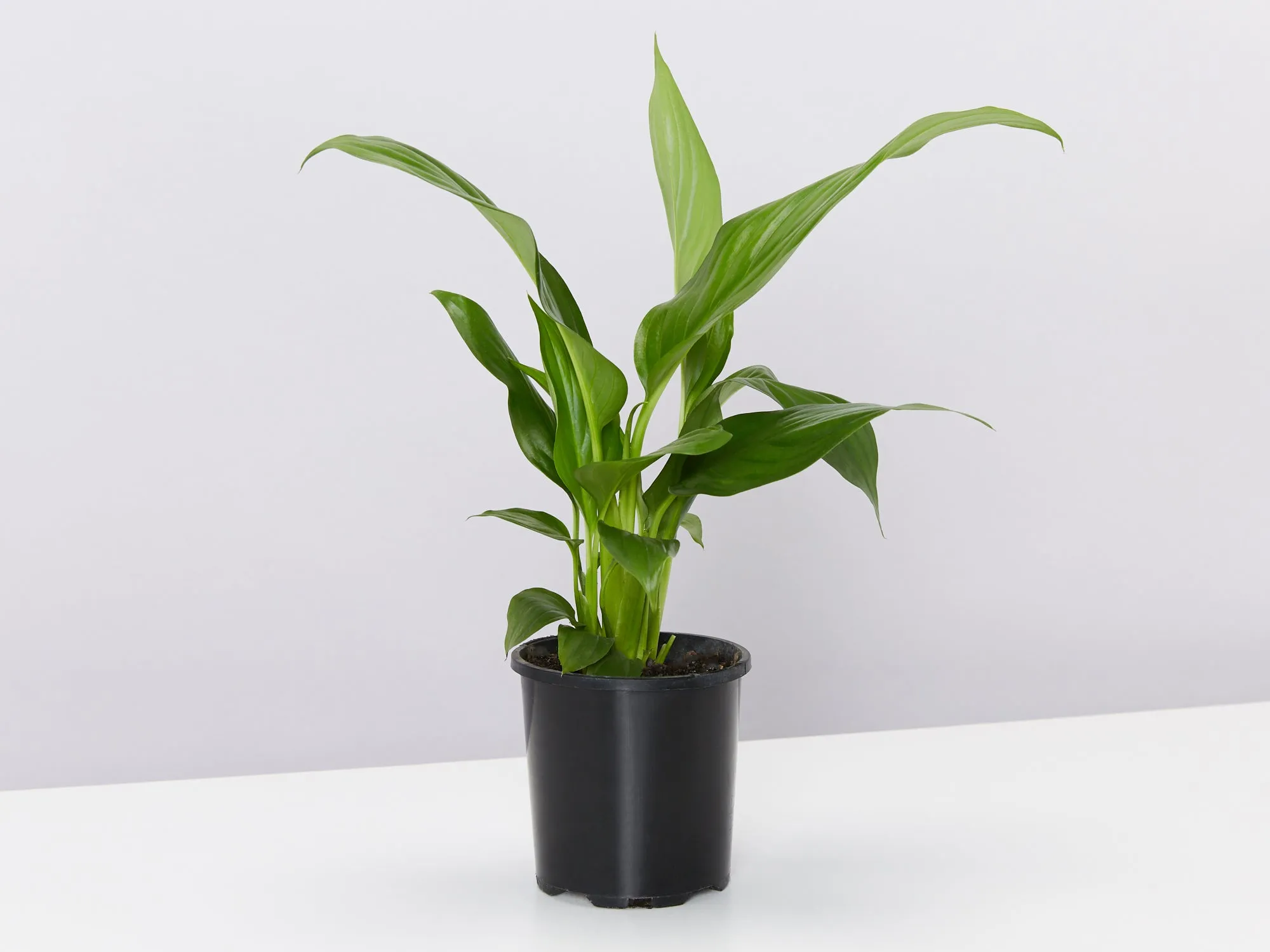 Potted Peace Lily - In Sky Blue Vessel