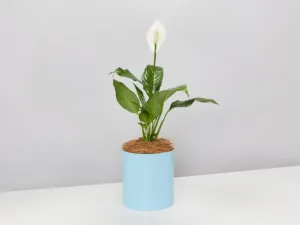 Potted Peace Lily - In Sky Blue Vessel
