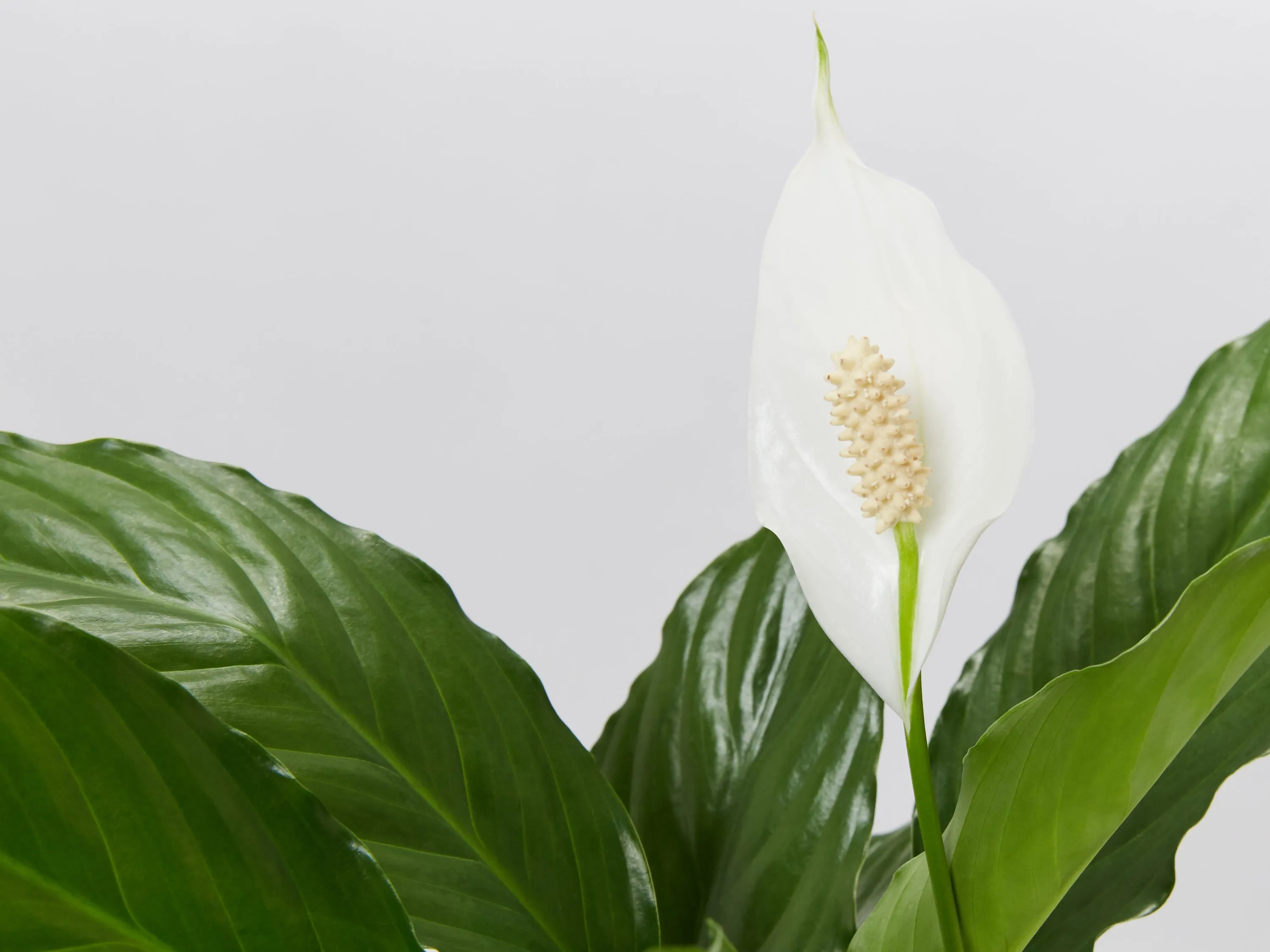 Potted Peace Lily - In Sky Blue Vessel